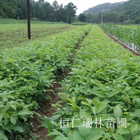黃檗小苗價(jià)格行情