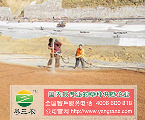 優質的車桑子廠家批發 有信譽度的桃金娘廠家當屬粵三農