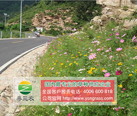 深圳哪里有知名的波斯菊廠家，廠家供應(yīng)草種子