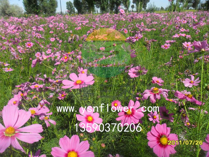 供應(yīng)草種子 優(yōu)質(zhì)太陽花種子市場價格情況