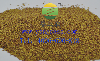 太陽花種子哪里有供應(yīng)_廠家批發(fā)草種子