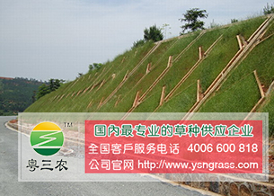供應(yīng)深圳優(yōu)質(zhì)的河堤護(hù)坡百喜草_廠家批發(fā)百喜草