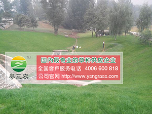 供應(yīng)深圳優(yōu)質(zhì)的河堤護(hù)坡百喜草_廠家批發(fā)百喜草