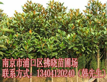 广玉兰价格