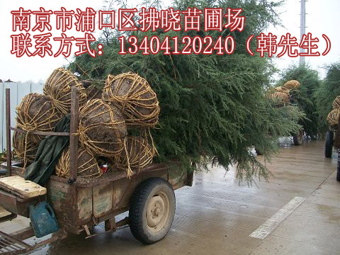 江苏出售雪松小苗