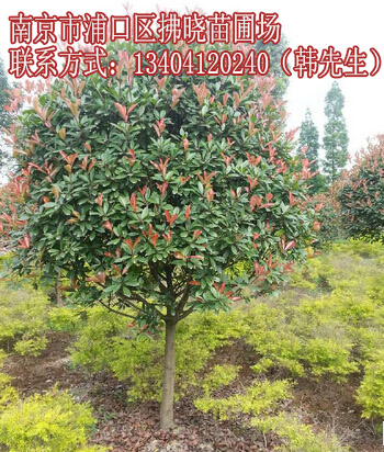 江苏红车和红叶石楠