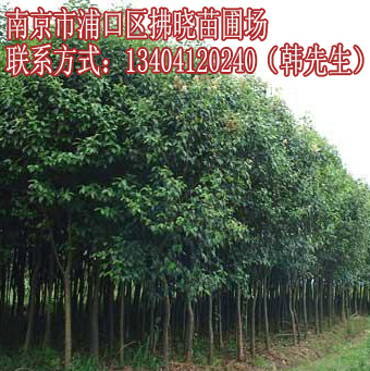 长沙大叶女贞树苗