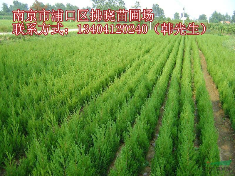 2.6米刺柏基地