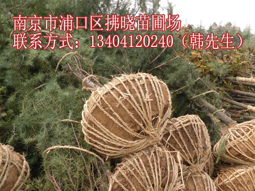 17公分3公分廣玉蘭價(jià)格