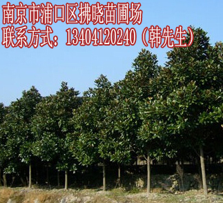 17公分3公分廣玉蘭價(jià)格