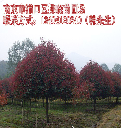 14公分十二公分廣玉蘭