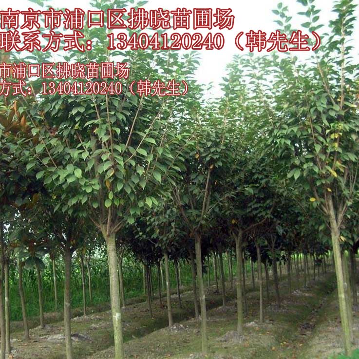 长沙大叶女贞移栽技术