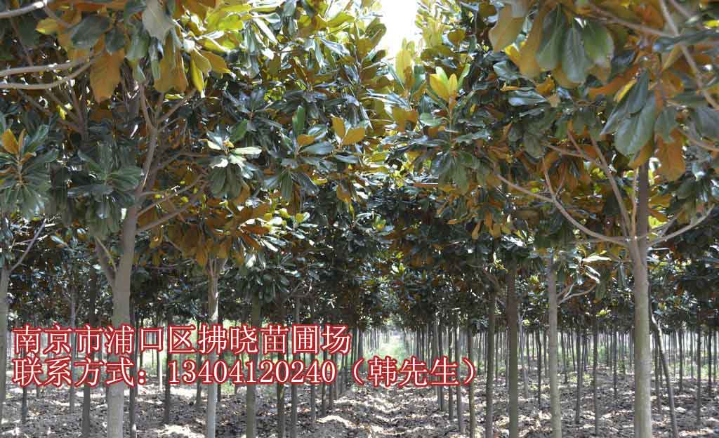 5公分广玉兰多少钱一株