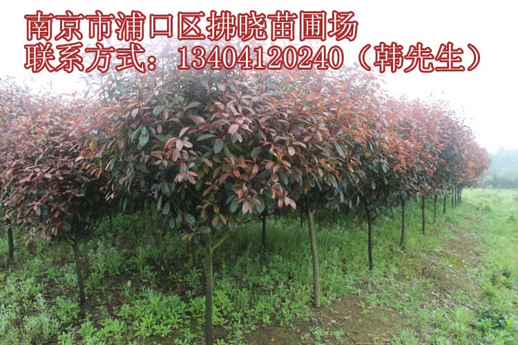 萧山红叶石楠苗圃