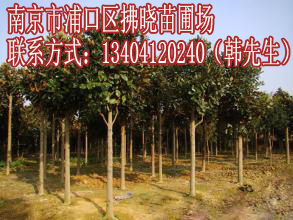 10公分1公分广玉兰价格