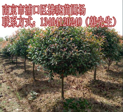 九江高杆红叶石楠