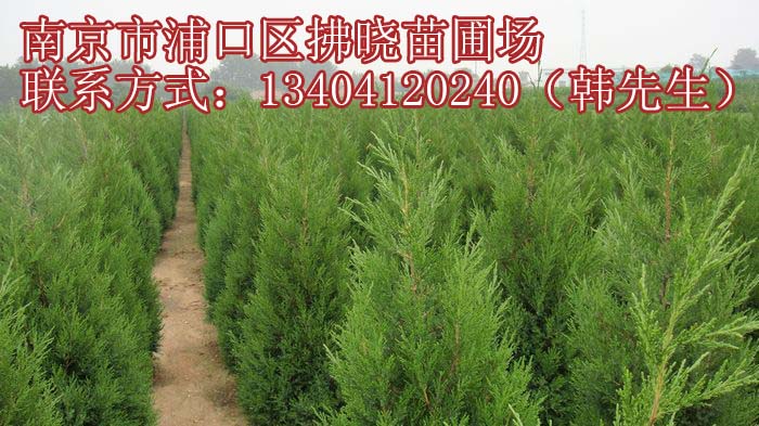 青島檜柏苗木