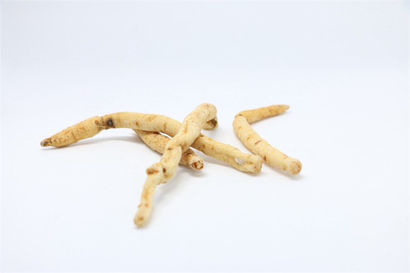 重慶市熱銷沙參推薦——特色的沙參