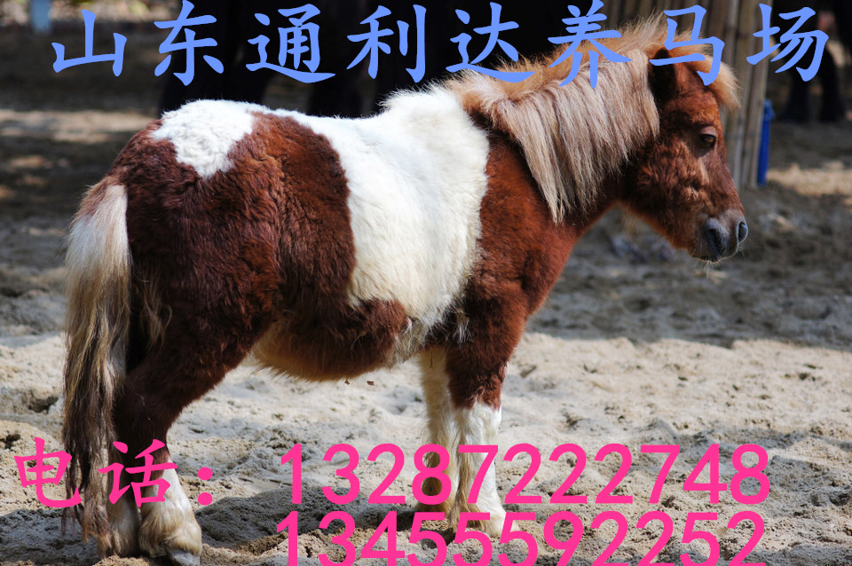 養(yǎng)馬基地 德保矮馬 漢宮矮馬積極培訓(xùn)矮馬 養(yǎng)矮馬的效益如何
