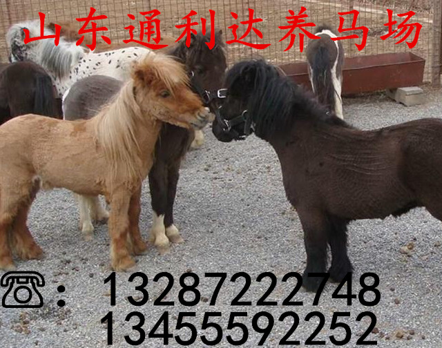 德寶矮馬 漢宮矮馬 騎乘小矮馬在市場上賣價是多少
