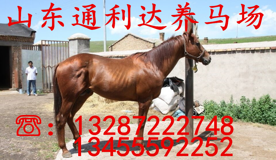 養(yǎng)馬基地 德保矮馬 漢宮矮馬積極培訓(xùn)矮馬 養(yǎng)矮馬的效益如何原始圖片2