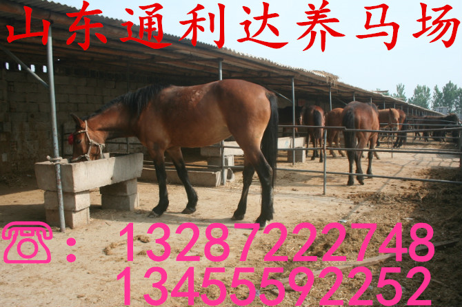 養(yǎng)馬基地 德保矮馬 漢宮矮馬積極培訓(xùn)矮馬 養(yǎng)矮馬的效益如何原始圖片3