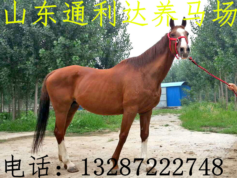 飼養阿拉伯馬與伊犁馬的成本在多少？通利達馬場大批量出售原始圖片2