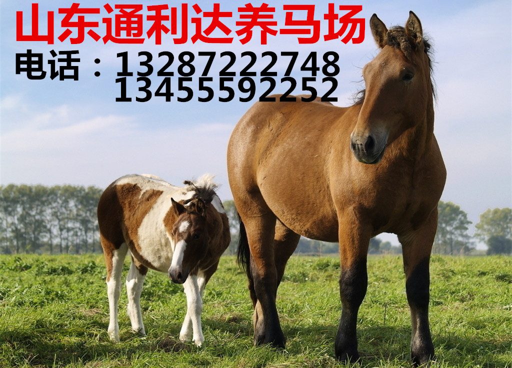德寶矮馬 漢宮矮馬 騎乘小矮馬在市場上賣價是多少原始圖片2