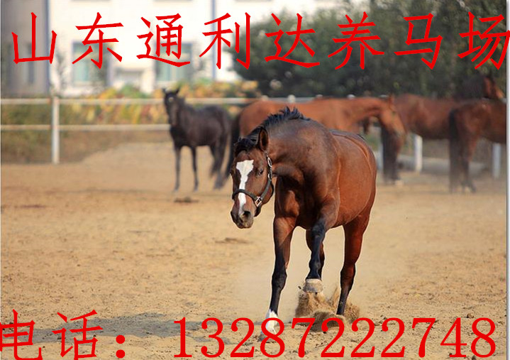 德寶矮馬 漢宮矮馬 騎乘小矮馬在市場上賣價是多少