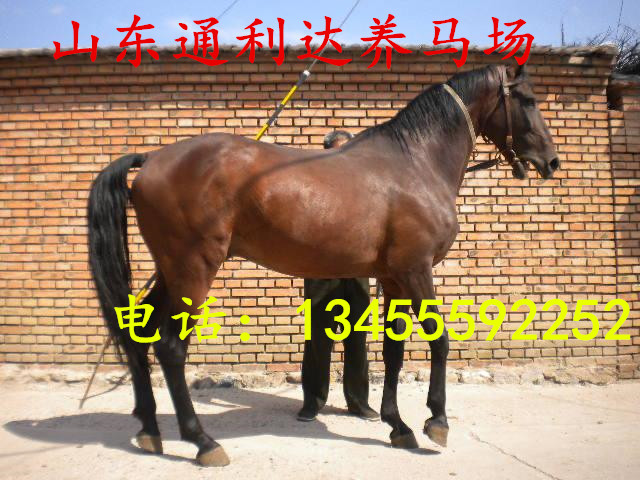 山東養(yǎng)馬場伊犁馬調(diào)撥中心伊犁馬馴馬視頻