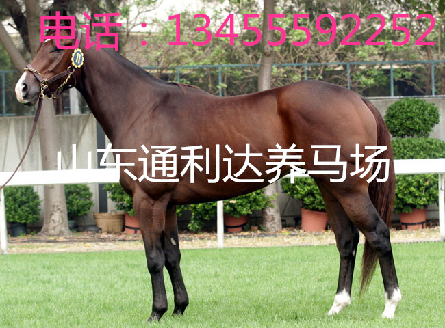 山東養(yǎng)馬場伊犁馬調(diào)撥中心伊犁馬馴馬視頻原始圖片2