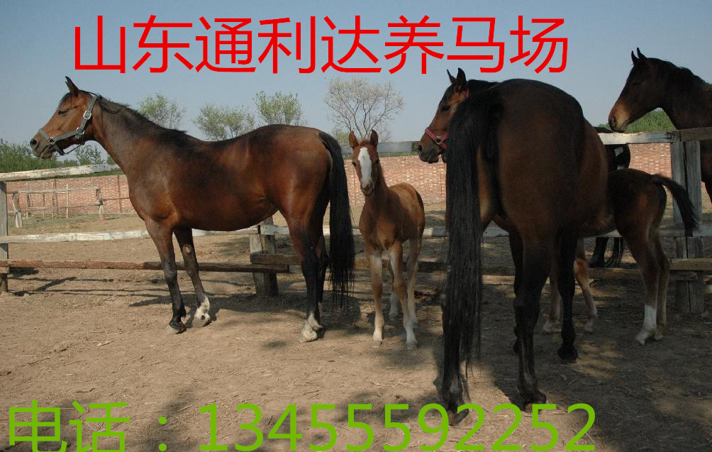 山東養(yǎng)馬場伊犁馬調(diào)撥中心伊犁馬馴馬視頻原始圖片3