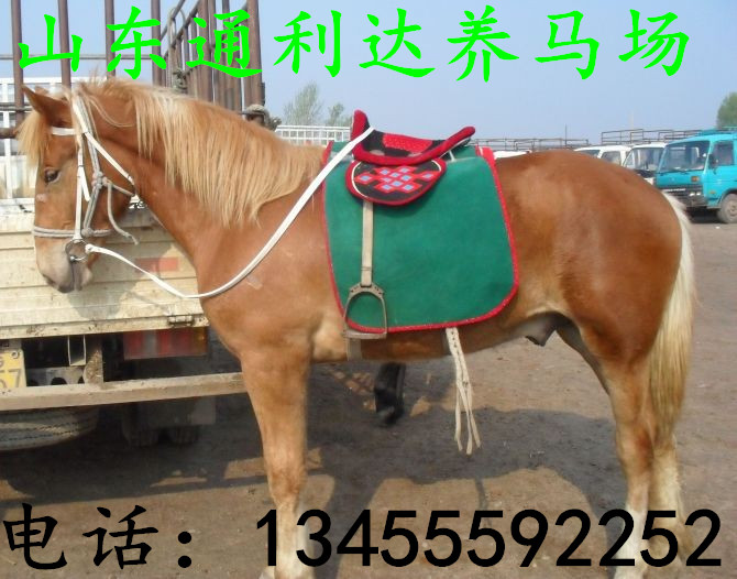 山東養(yǎng)馬場伊犁馬調(diào)撥中心伊犁馬馴馬視頻