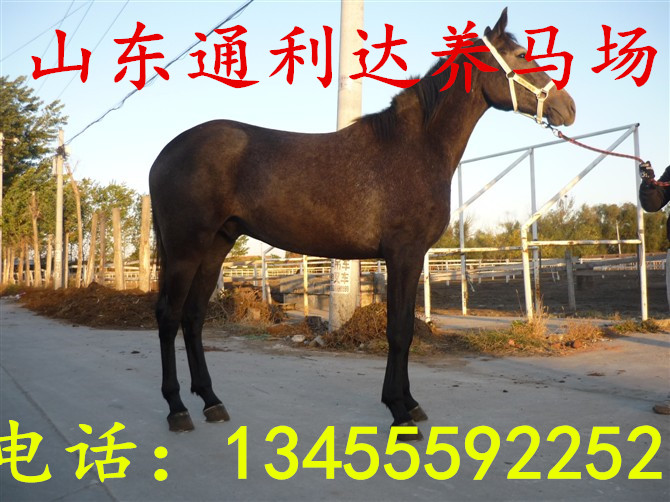 山東養馬場伊犁馬調撥中心伊犁馬馴馬視