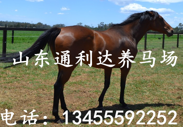 伊犁馬馬駒日常管理的技術(shù)工作原始圖片2