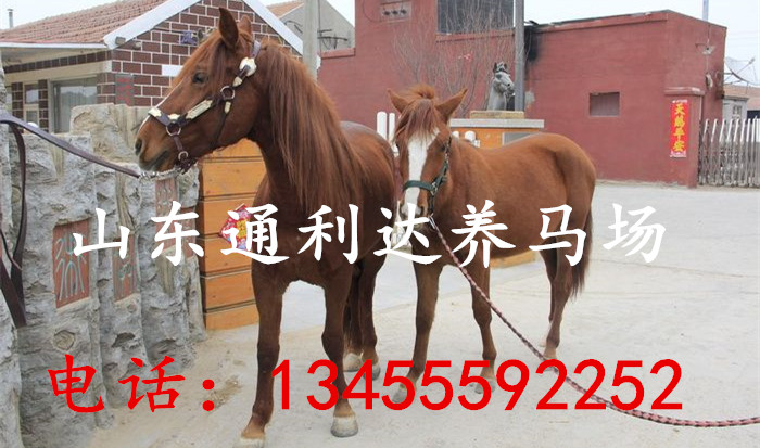 山東養馬場伊犁馬調撥中心伊犁馬馴馬視