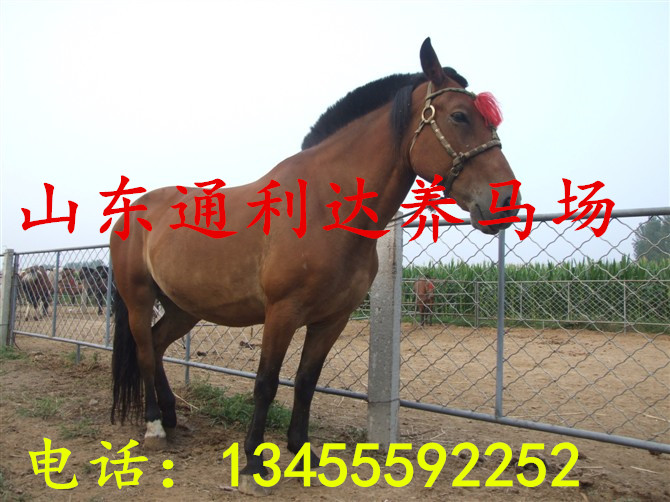投資10萬養(yǎng)馬可以養(yǎng)多少匹 阿拉伯馬馬駒價格 騎乘馬養(yǎng)殖效益原始圖片3