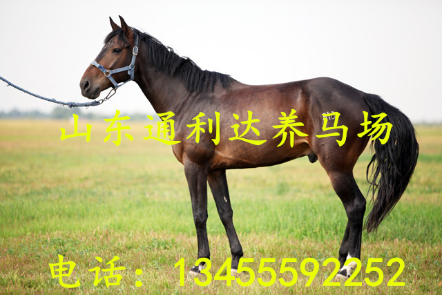 10萬養馬可以養多少匹 阿拉伯馬馬駒價格 騎乘馬養殖效