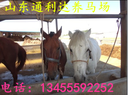 山東養馬場伊犁馬調撥中心伊犁馬馴馬視頻原始圖片2