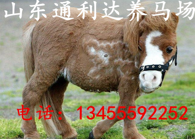 純血馬旅游景區供應：阿拉伯馬 伊犁馬 蒙古馬 半血馬大批量賣