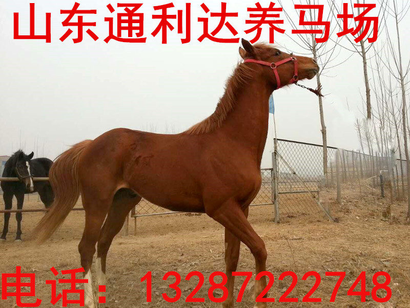省內(nèi)AAAAA級(jí)銷售伊犁馬/蒙古馬/半血馬供應(yīng)面匹優(yōu)質(zhì)馬匹