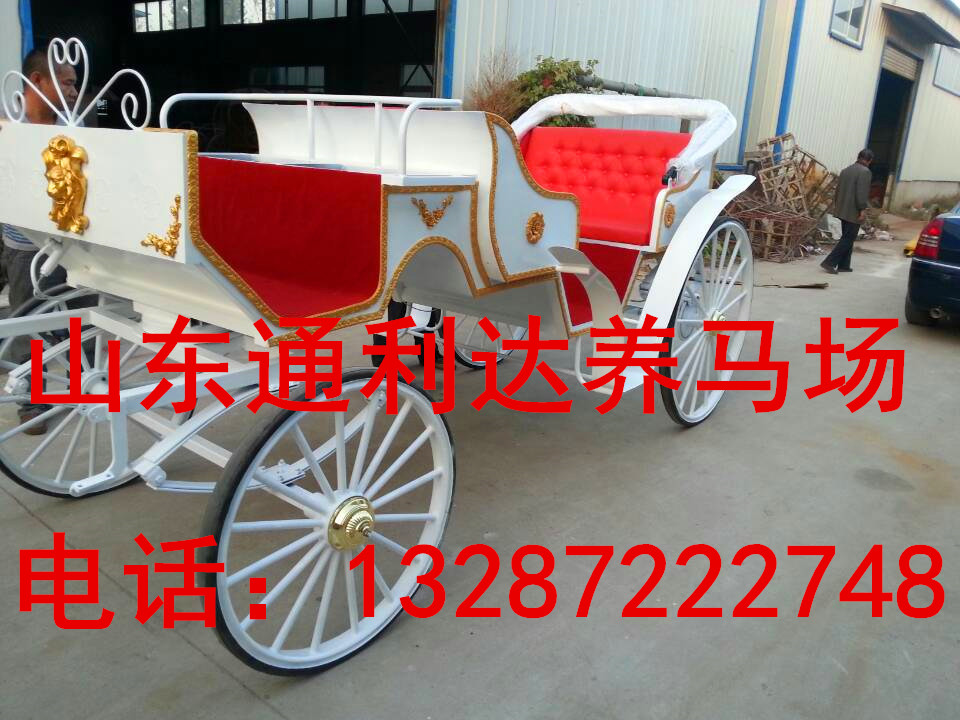 發(fā)展養(yǎng)殖關(guān)建在選種 供應(yīng)好半血馬種馬 阿拉伯馬 純血馬原始圖片3