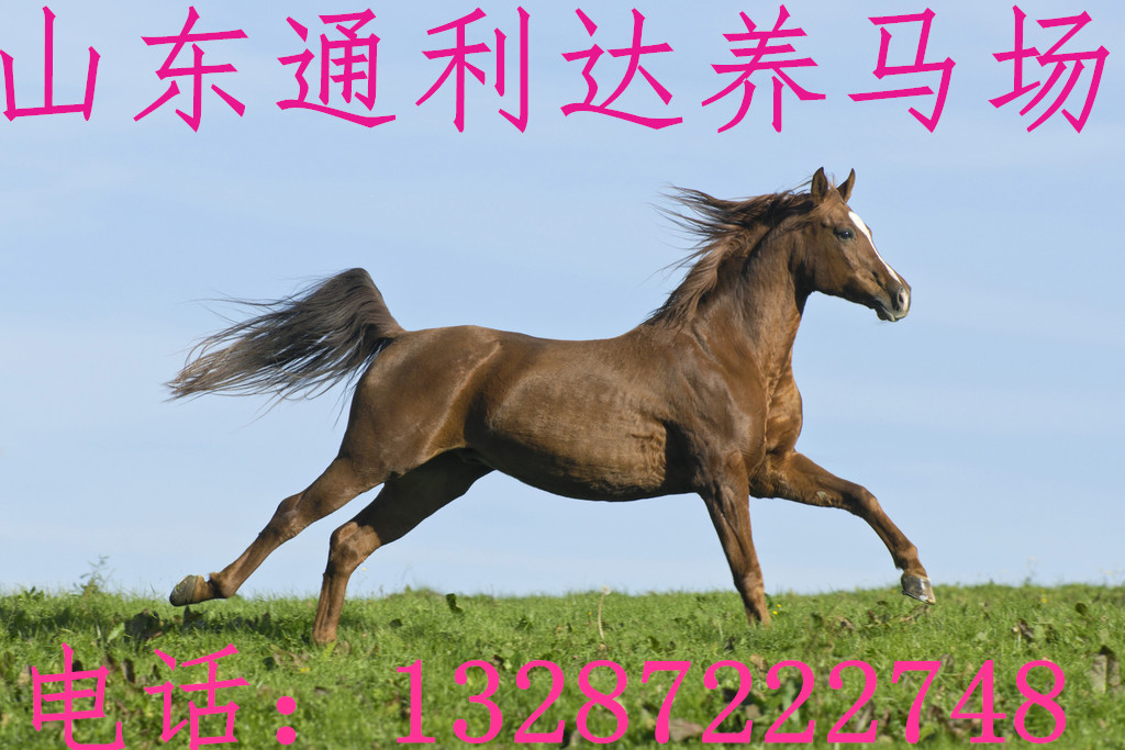 省內(nèi)AAAAA級(jí)銷售伊犁馬/蒙古馬/半血馬供應(yīng)面匹優(yōu)質(zhì)馬匹原始圖片3