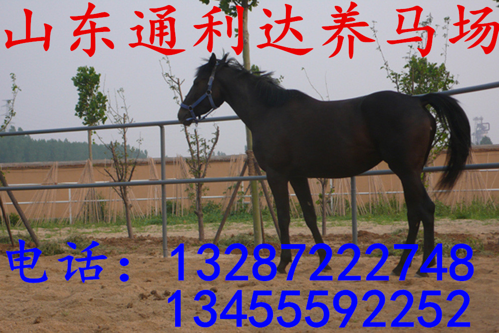 入夏購買阿拉伯馬是的季節養殖利潤大品種好價格低