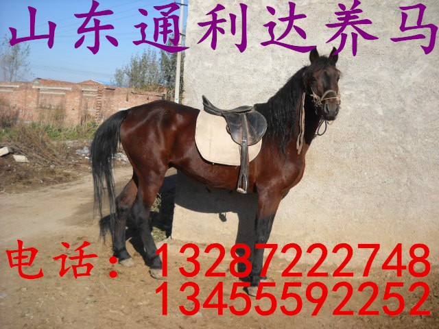 山東矮馬實際價格,迷你矮馬真正價格,迷你矮馬銷售及價格原始圖片3