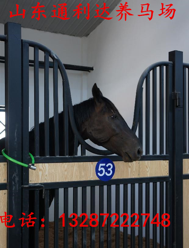 德保矮馬 通利達養馬場有沒有養殖技術教材視頻 漢宮矮馬 袖珍矮馬
