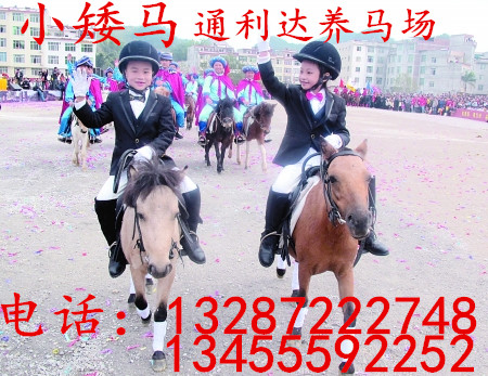 蒙古馬 三河馬 伊犁馬提供養殖技術利潤大大提高3倍原始圖片2