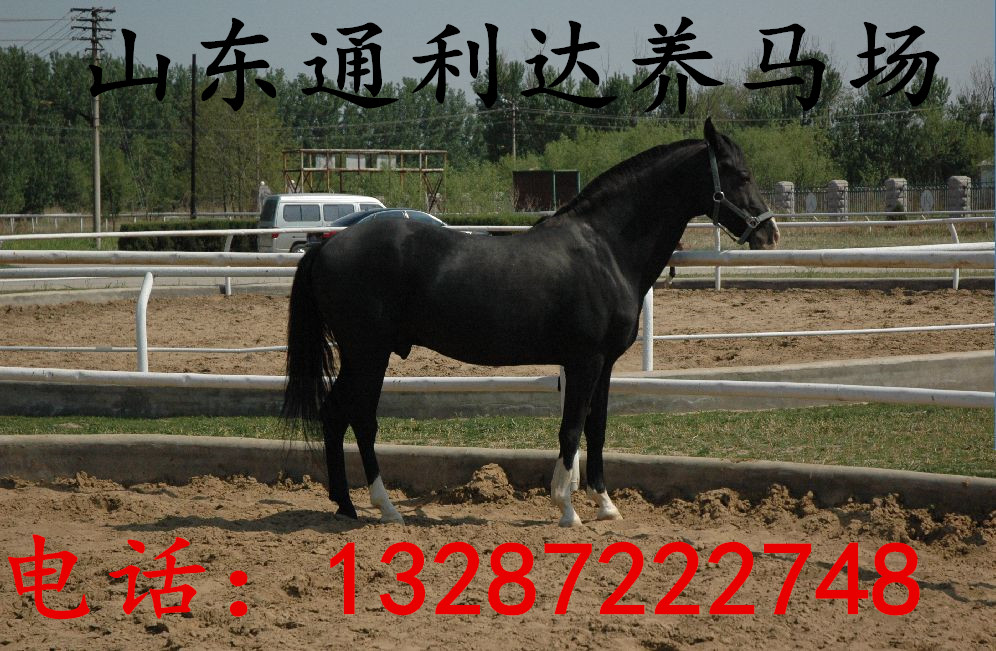 蒙古馬 三河馬 伊犁馬提供養殖技術利潤大大提高3倍原始圖片3