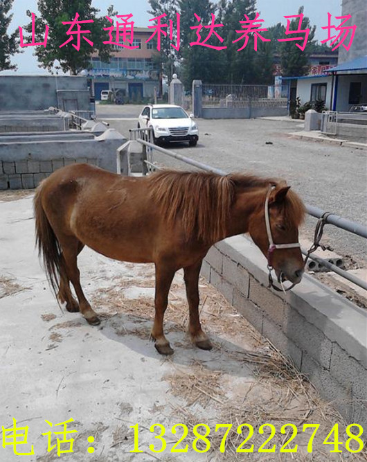 德保矮馬 通利達養馬場有沒有養殖技術教材視頻 漢宮矮馬 袖珍矮馬原始圖片3