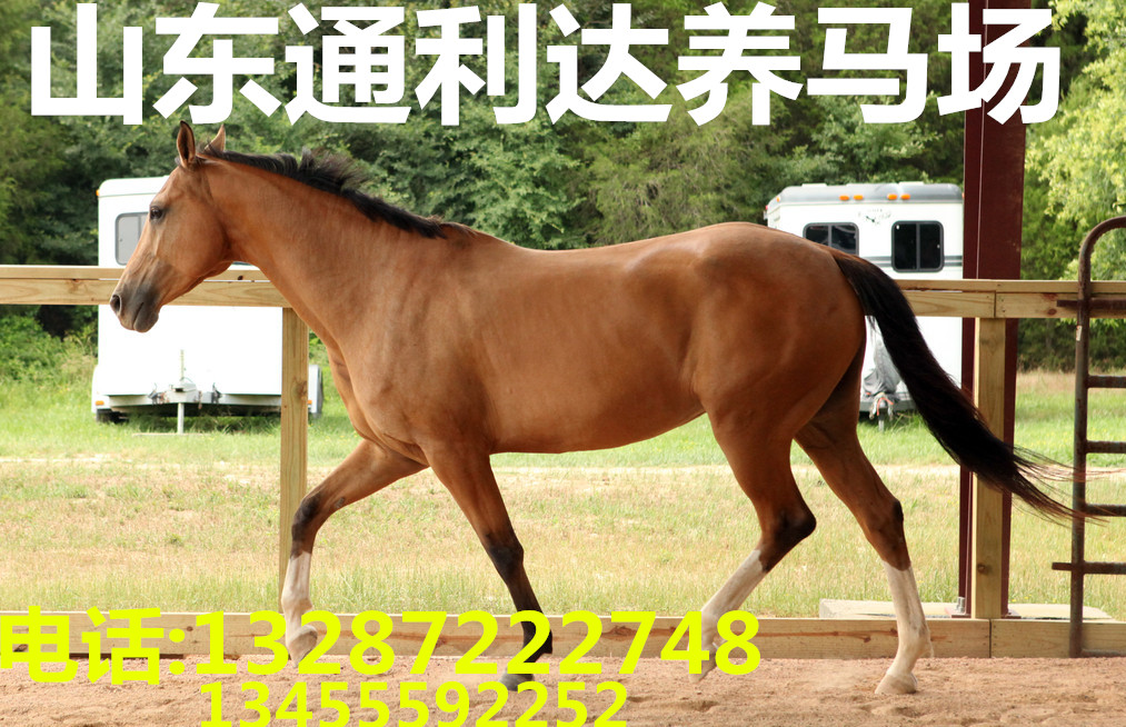 德保矮馬 通利達養馬場有沒有養殖技術教材視頻 漢宮矮馬 袖珍矮馬原始圖片2